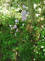 Campanule a feuilles de pecher - Campanula persicifolia (ph. Mrugala F., Chasselay, juin 2021)(6)